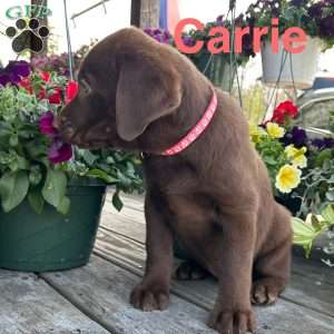 Carrie, Chocolate Labrador Retriever Puppy